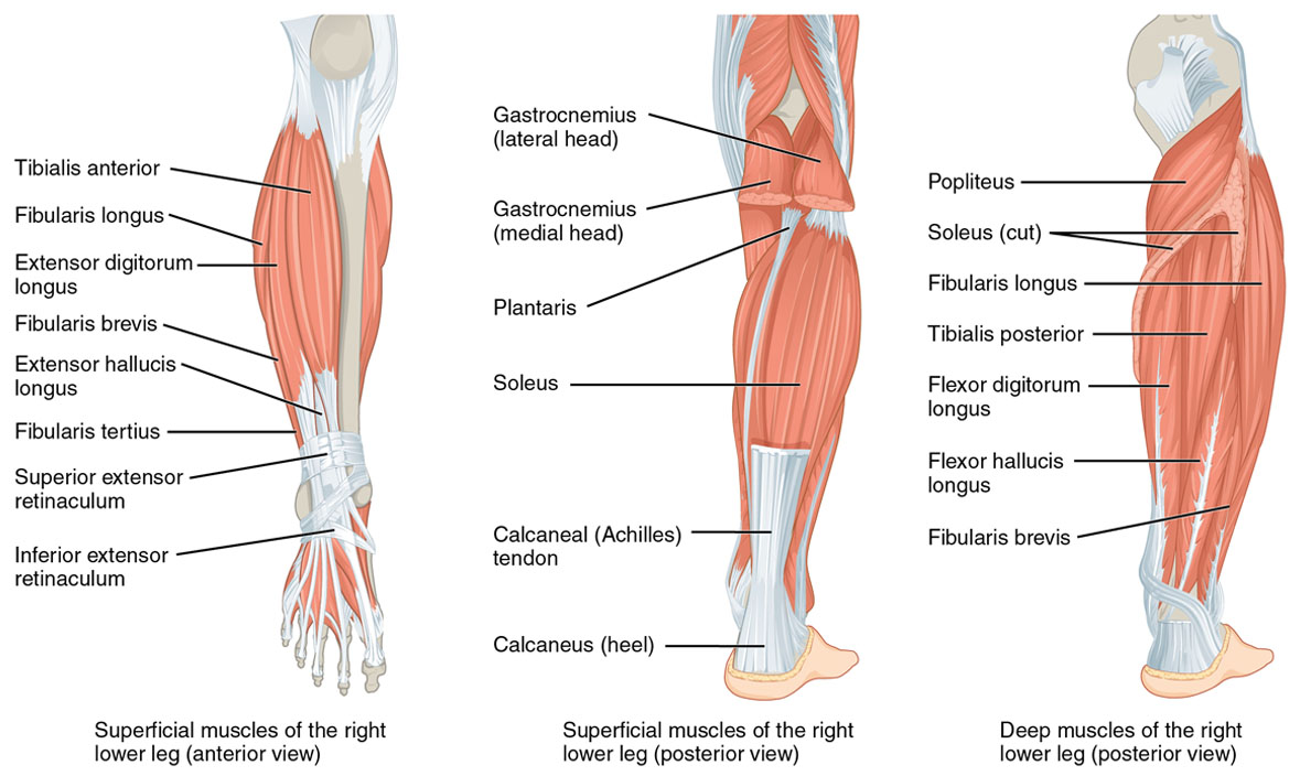 leg_img Leg Therapy