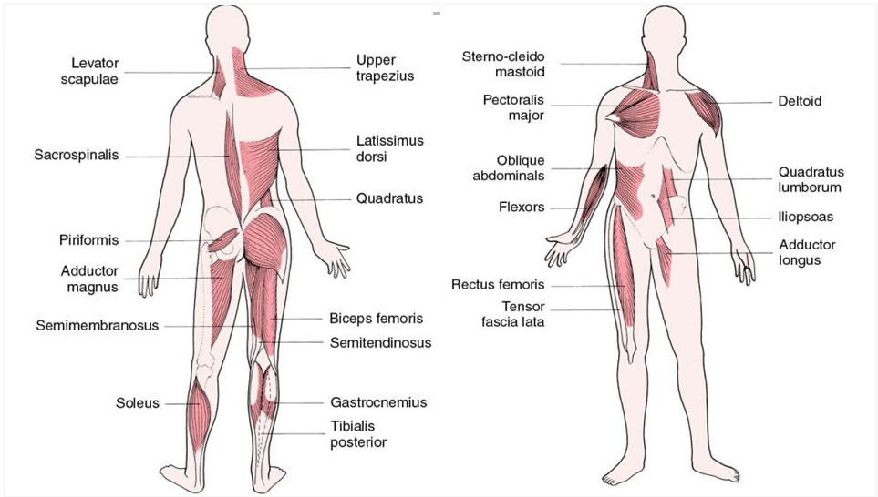 basic-met-protocol Muscle Energy Technique